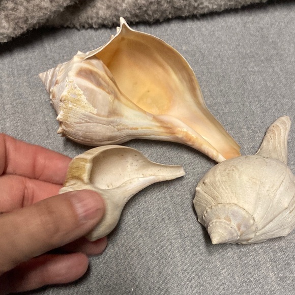 Seashells - Picture 5 of 7